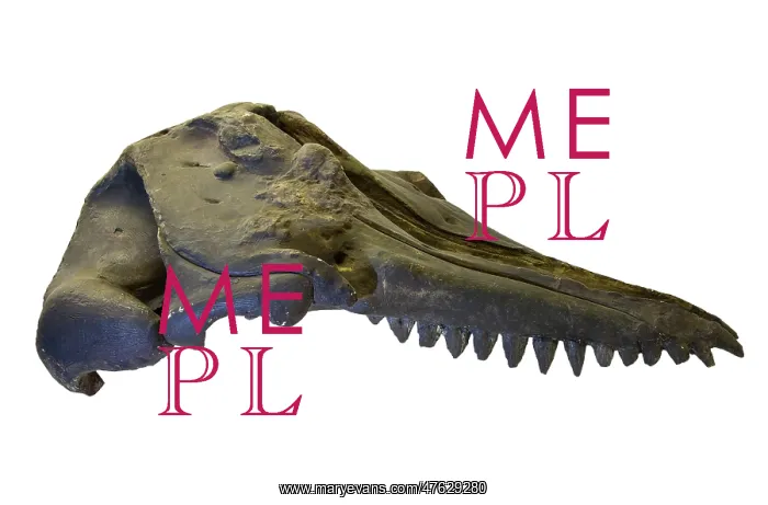 : Prosqualodon davidi, skull cast : Prosqualodon davidi, skull cast