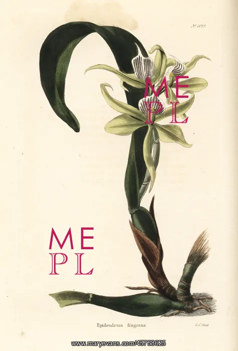 : Prosthechea fragrans orchid : Prosthechea fragrans orchid