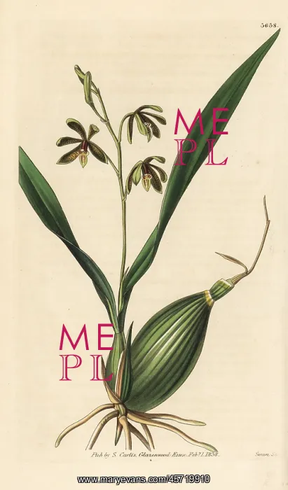 : Prosthechea livida orchid : Prosthechea livida orchid
