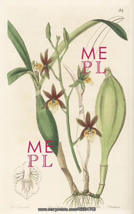 : Prosthechea pterocarpa orchid : Prosthechea pterocarpa orchid
