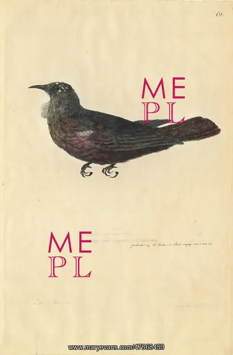 : Prosthemadera noveseelandiae, tui : Prosthemadera noveseelandiae, tui