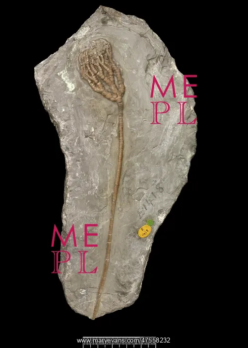 : Protaxocrinus tuberculatus (Miller) : Protaxocrinus tuberculatus (Miller)