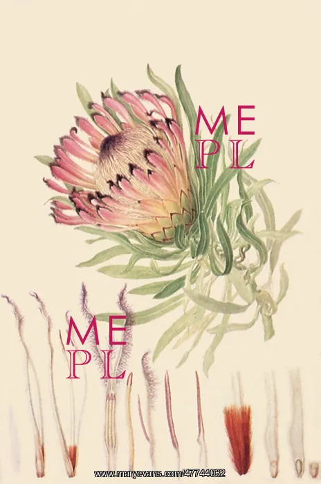  : Protea