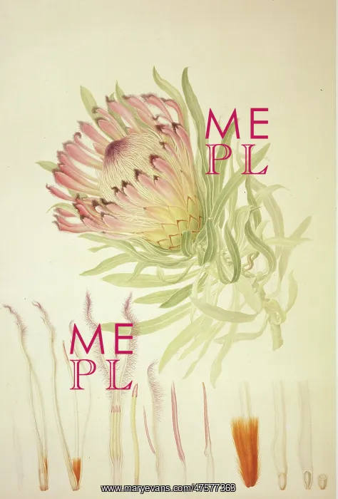 : Protea burchellii, Burchell's protea : Protea burchellii, Burchell's protea