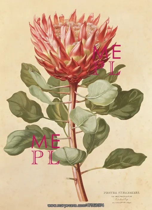 : Protea cynaroides, king protea : Protea cynaroides, king protea