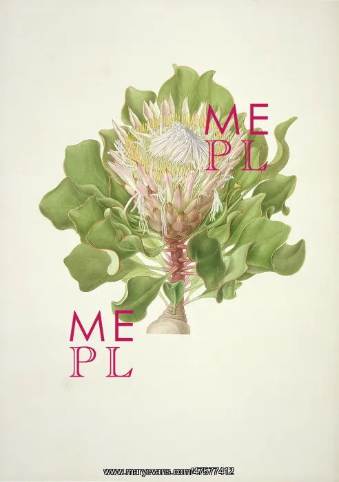 : Protea cynaroides, King protea : Protea cynaroides, King protea