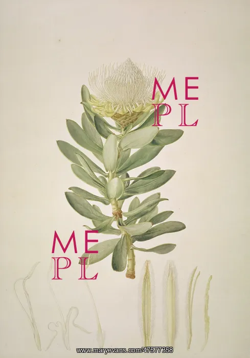 : Protea nitida, wagon tree : Protea nitida, wagon tree
