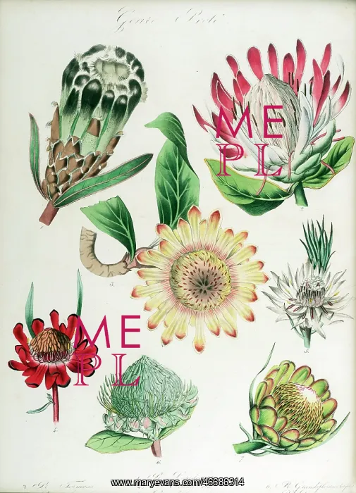 : Protea: seven varieties : Protea: seven varieties