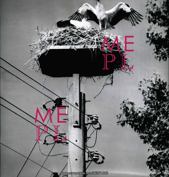 : Protection of storks from extinction, Germany : Protection of storks from extinction, Germany