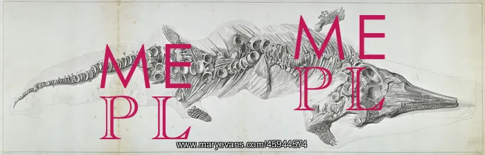 : Proteosaurus, an ichthyosaur : Proteosaurus, an ichthyosaur