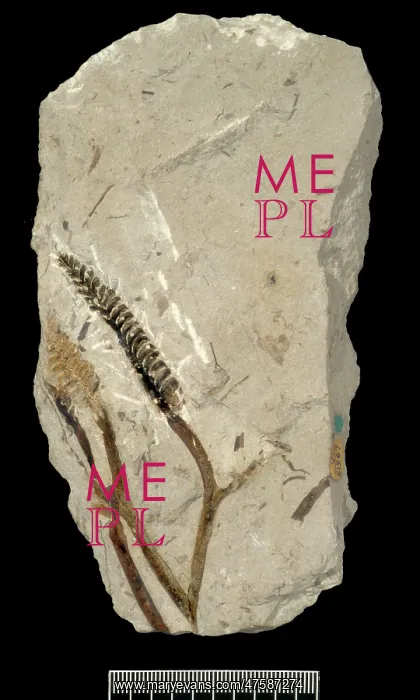 : Protobarinophyton obrutschevii : Protobarinophyton obrutschevii