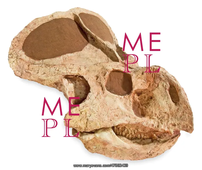 : Protocaratops skull from Mongolia : Protocaratops skull from Mongolia
