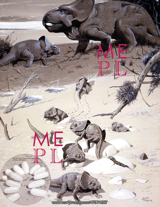 : Protoceratops : Protoceratops