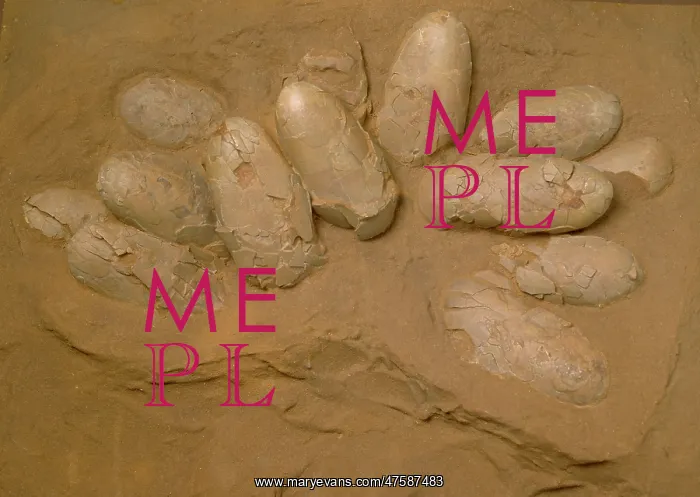 : Protoceratops eggs : Protoceratops eggs