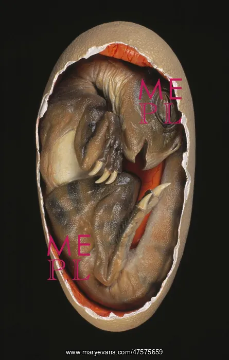 : Protoceratops embryo : Protoceratops embryo
