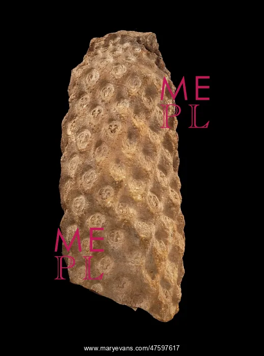 : Protopteris : Protopteris