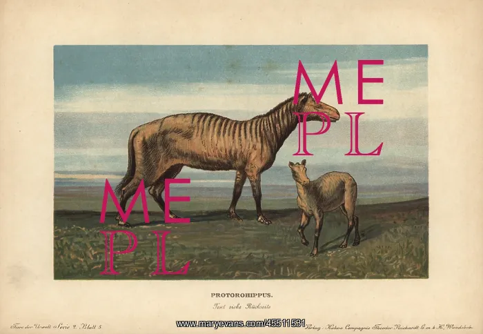 : Protorohippus or orohippus, extinct ancestor : Protorohippus or orohippus, extinct ancestor