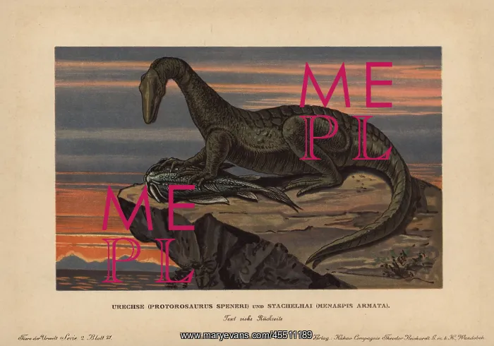 : Protorosaurus speneri, a lizard-like reptile : Protorosaurus speneri, a lizard-like reptile