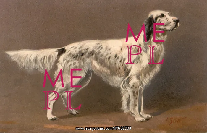  : Proud English Setter