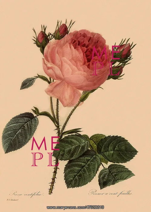 : Provence Rose : Provence Rose