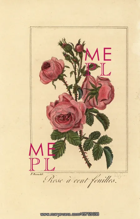 : Provence rose or cabbage rose, Rose a cent feuilles : Provence rose or cabbage rose, Rose a cent feuilles