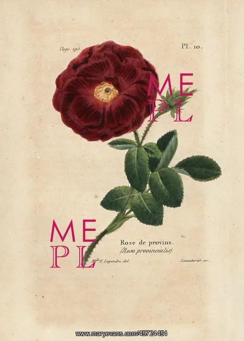 : Provence rose, Rosa provincialis : Provence rose, Rosa provincialis