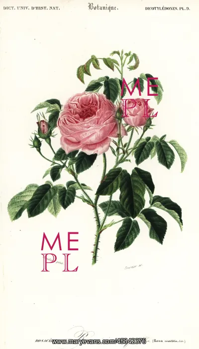  : Provence rose, Rosa x centifolia