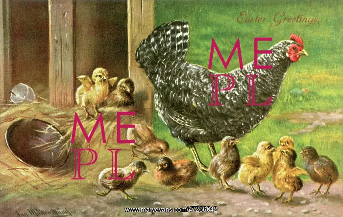  : Proverbs - Counting Chicks