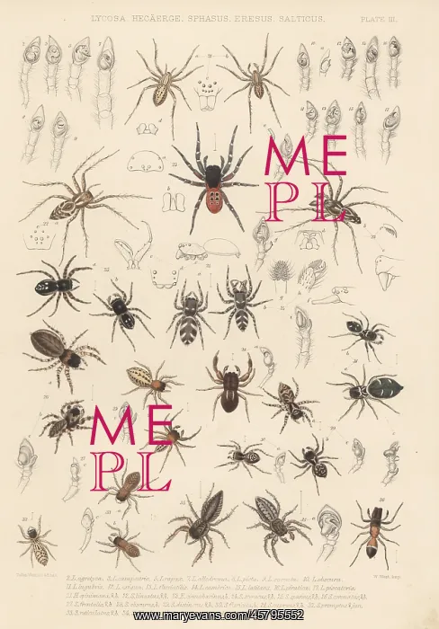 : Prowling, jumping and ladybird spiders : Prowling, jumping and ladybird spiders