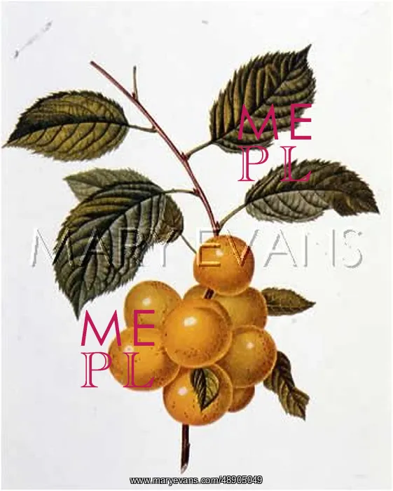 : PRUNE DE BRIANCON PLUM