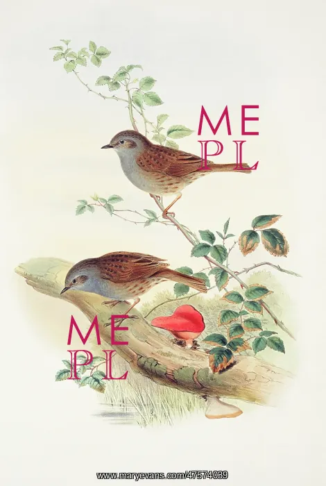 : Prunella modularis, dunnock : Prunella modularis, dunnock