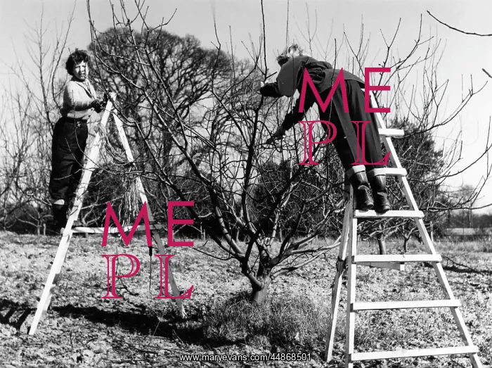 : PRUNING AN APPLE TREE : PRUNING AN APPLE TREE