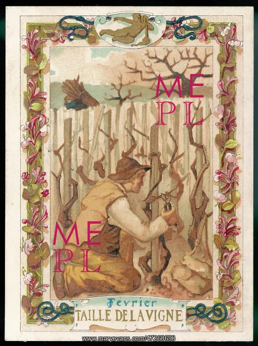  : PRUNING VINES