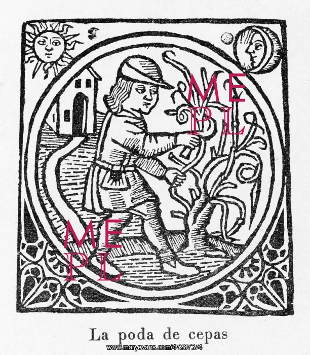 : Pruning Vines Spain 1511 : Pruning Vines Spain 1511