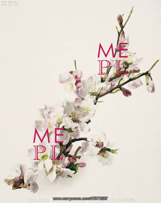 : Prunus amygdalus, almond : Prunus amygdalus, almond