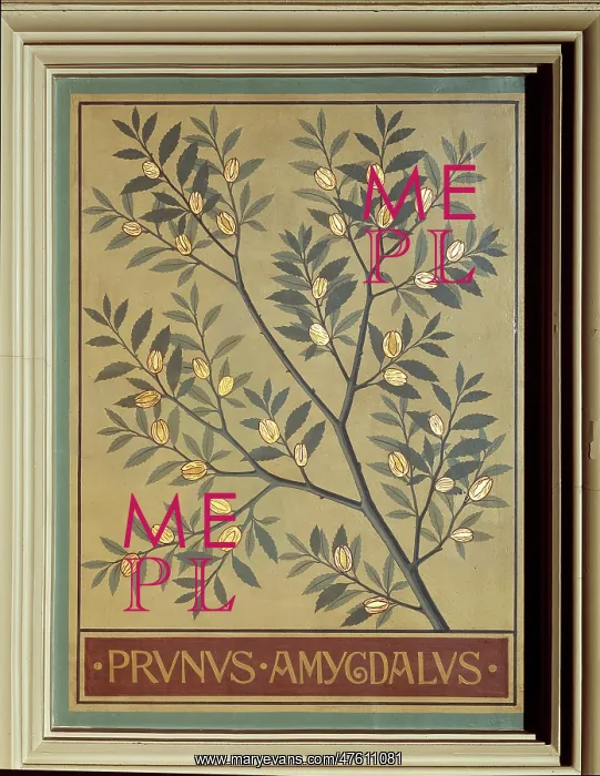 : Prunus amygdalus, almond : Prunus amygdalus, almond