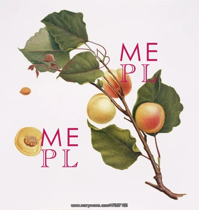 : Prunus armeniaca, apricot : Prunus armeniaca, apricot