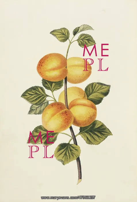 : Prunus armeniaca, apricot tree : Prunus armeniaca, apricot tree
