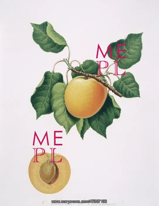 : Prunus armenicaca, apricot : Prunus armenicaca, apricot