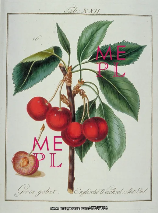 : Prunus avium, cherry : Prunus avium, cherry