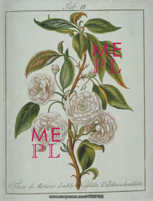 : Prunus avium, double wild cherry flower : Prunus avium, double wild cherry flower