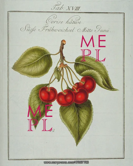 : Prunus avium, early cherry : Prunus avium, early cherry