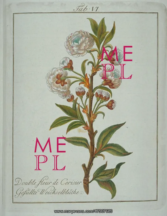 : Prunus avium, flower of cherry tree : Prunus avium, flower of cherry tree