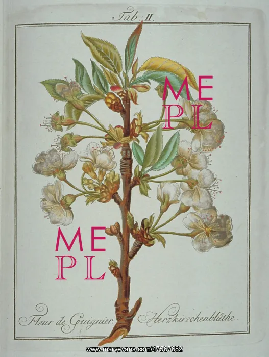  : Prunus avium, heart cherry flower