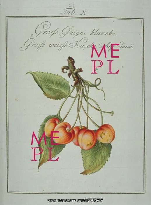 : Prunus avium, large whiteheart cherry : Prunus avium, large whiteheart cherry