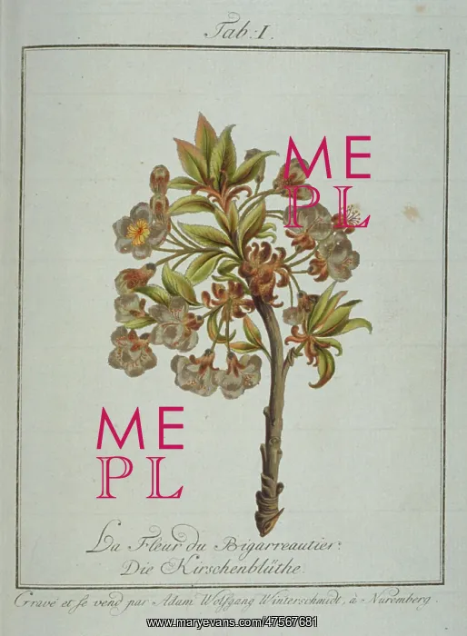 : Prunus avium, whiteheart cherry flower : Prunus avium, whiteheart cherry flower