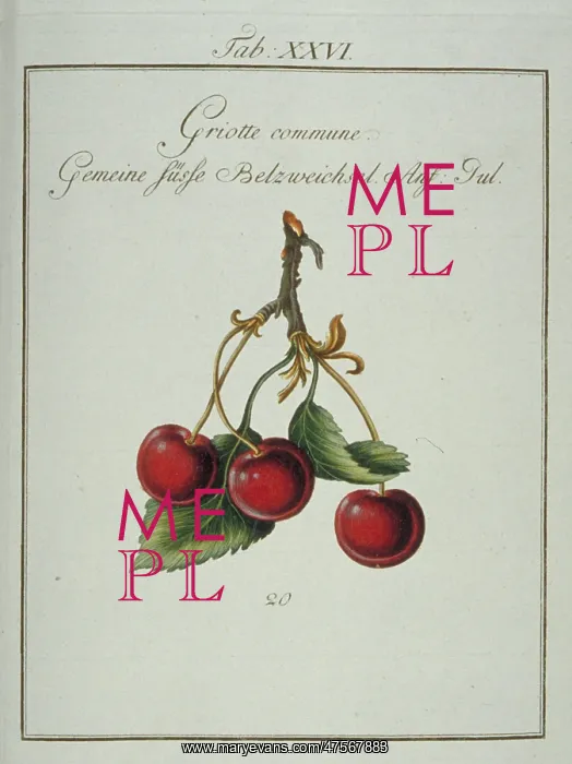 : Prunus cerasus, common morello cherry : Prunus cerasus, common morello cherry