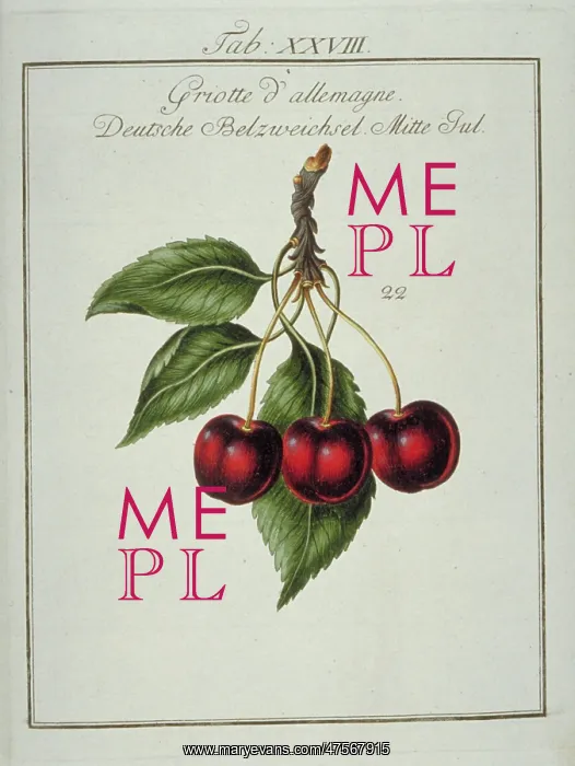 : Prunus cerasus, German morello cherry : Prunus cerasus, German morello cherry