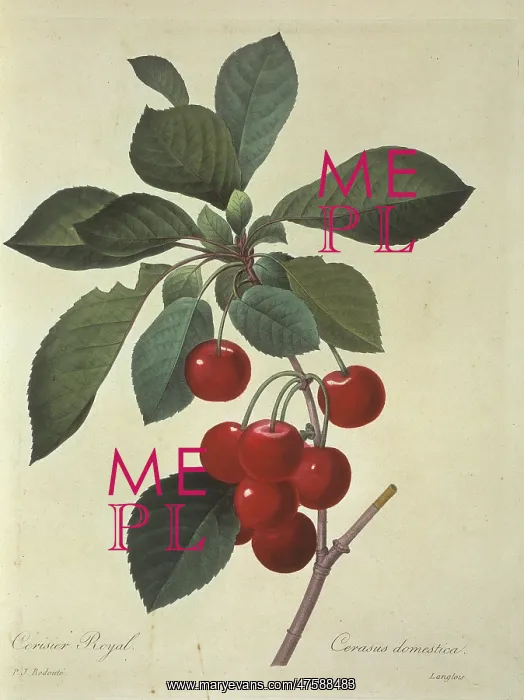 : Prunus cerasus, sour cherry tree : Prunus cerasus, sour cherry tree