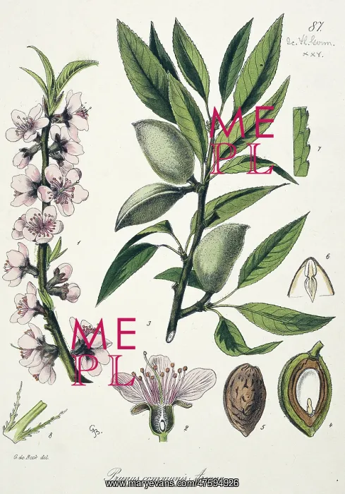 : Prunus communis, almond : Prunus communis, almond